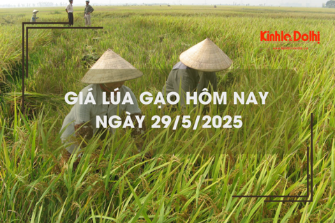 Giá lúa gạo hôm nay 29/5: giá gạo tăng giảm trái chiều 100 đồng/kg