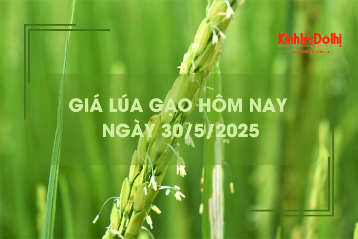 Giá lúa gạo hôm nay 30/5: gạo trong nước và xuất khẩu giảm nhẹ