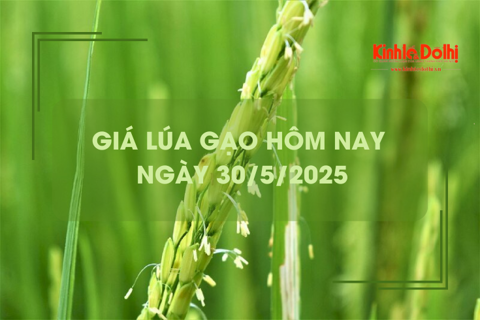 Giá lúa gạo hôm nay 30/5: gạo trong nước và xuất khẩu giảm nhẹ