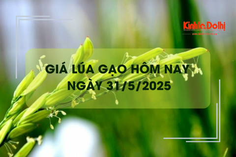 Giá lúa gạo hôm nay 31/5: giao dịch lúa Hè Thu chậm