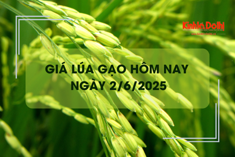 Giá lúa gạo hôm nay 2/6: giao dịch lúa khô chậm, giá vững