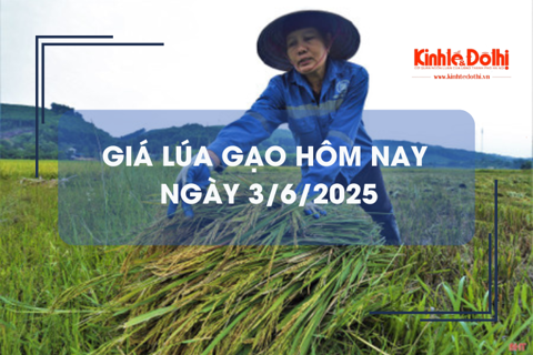 Giá lúa gạo hôm nay 3/6: giá gạo giảm mạnh

