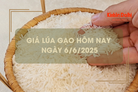 Giá lúa gạo hôm nay 6/6: lúa tươi bật tăng
