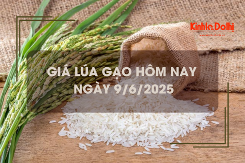 Giá lúa gạo hôm nay 9/6: gạo xuất khẩu giảm gần 19% so với cùng kỳ