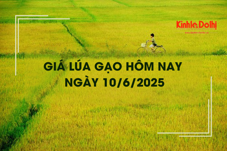 Giá lúa gạo hôm nay 10/6: ổn định