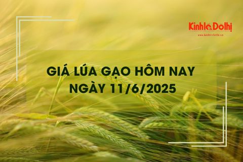 Giá lúa gạo hôm nay 11/6: giá gạo giảm nhẹ