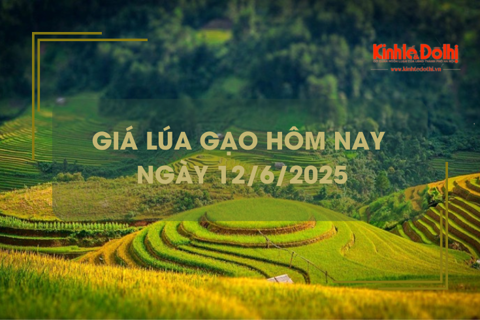 Giá lúa gạo hôm nay 12/6: lúa tươi và gạo xuất khẩu giảm mạnh