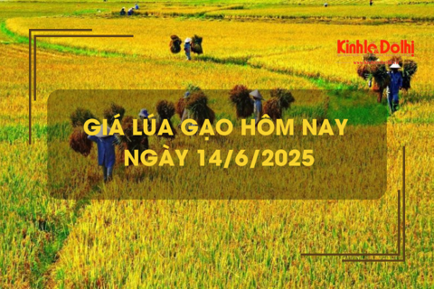 Giá lúa gạo hôm nay 14/6: giao dịch lúa khô chậm