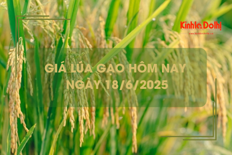 Giá lúa gạo hôm nay 18/6: lúa tươi và gạo xuất khẩu giảm nhẹ