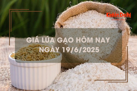 Giá lúa gạo hôm nay 19/6: lúa tươi tăng nhẹ 100 đồng