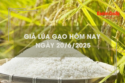 Giá lúa gạo hôm nay 20/6: gạo xuất khẩu tăng nhẹ
