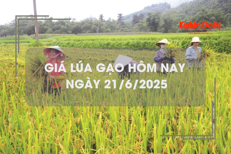 Giá lúa gạo hôm nay 21/6: lúa tươi tăng giảm trái chiều