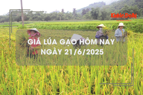 Giá lúa gạo hôm nay 21/6: lúa tươi tăng giảm trái chiều