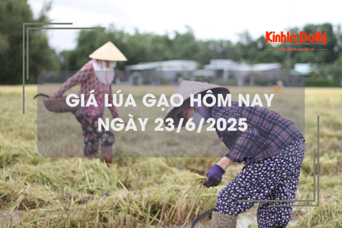 Giá lúa gạo hôm nay 23/6: lúa tươi giảm nhẹ