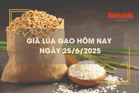 Giá lúa gạo hôm nay 25/6: lúa tăng, gạo xuất khẩu giảm