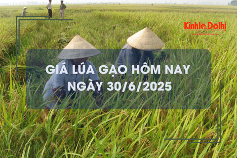 Giá lúa gạo hôm nay 30/6: gạo xuất khẩu giảm 18,7%