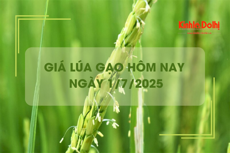 Giá lúa gạo hôm nay 1/7: lúa tươi vững giá