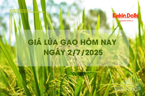 Giá lúa gạo hôm nay 2/7: lúa tươi giảm mạnh