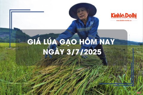 Giá lúa gạo hôm nay 3/7: lúa tươi quay đầu tăng mạnh