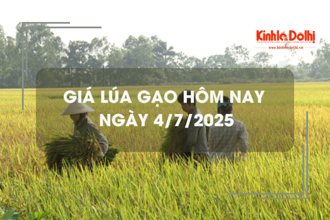 Giá lúa gạo hôm nay 4/7: lúa tươi tiếp đà tăng