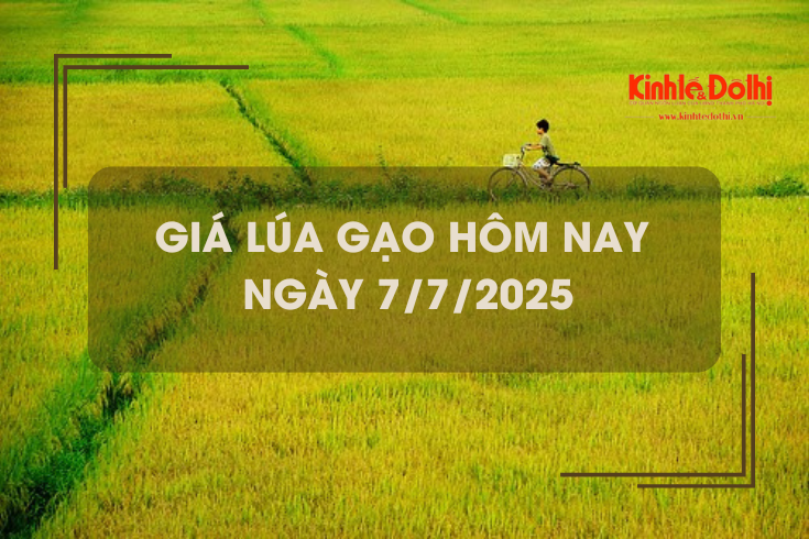Giá lúa gạo hôm nay 7/7: giao dịch lúa Hè Thu lai rai