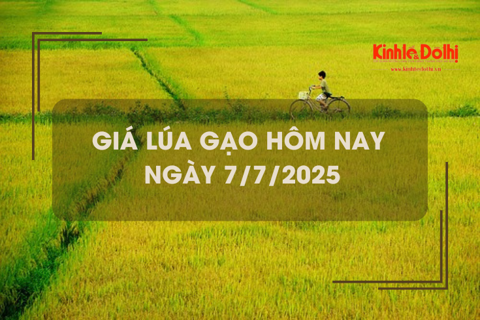 Giá lúa gạo hôm nay 7/7: giao dịch lúa Hè Thu lai rai