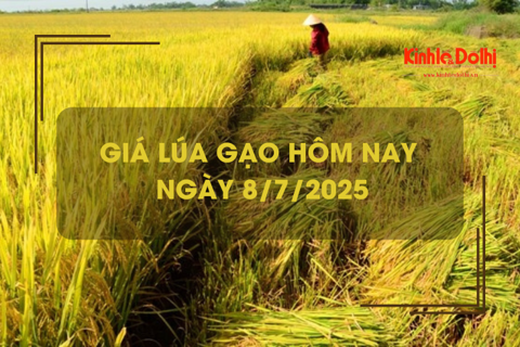 Giá lúa gạo hôm nay 8/7: giá lúa tăng, giá gạo giảm