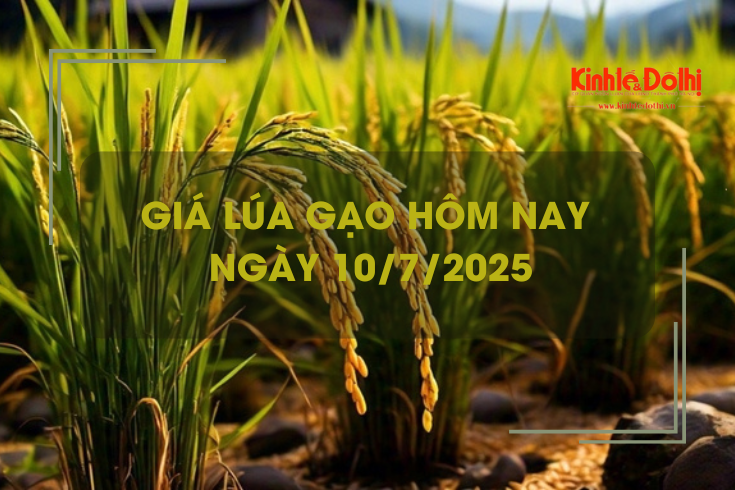 Giá lúa gạo hôm nay 10/7: giá lúa tăng giảm trái chiều