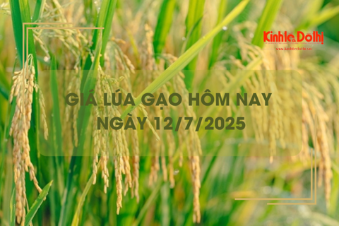 Giá lúa gạo hôm nay 12/7: giao dịch lúa tươi khởi sắc