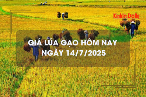 Giá lúa gạo hôm nay 14/7: giao dịch mua bán vắng