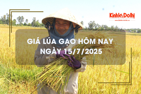 Giá lúa gạo hôm nay 15/7: gạo nguyên liệu xuất khẩu tăng