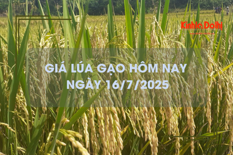 Giá lúa gạo hôm nay 16/7: gạo xuất khẩu giảm mạnh