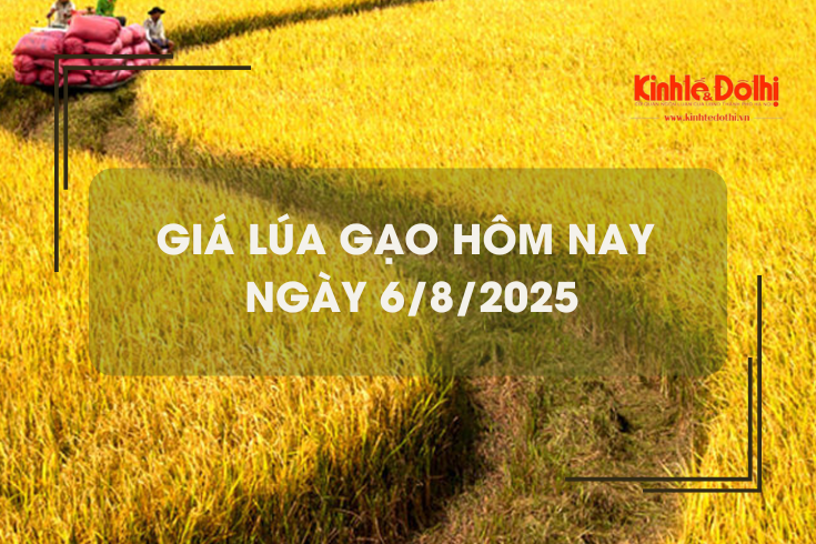 Giá lúa gạo hôm nay 6/8: giá gạo có xu hướng giảm