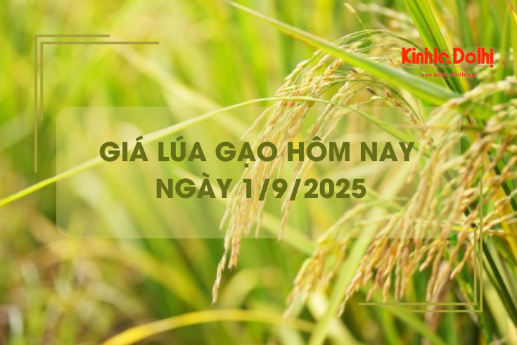 Giá lúa gạo hôm nay 1/9: giao dịch mua bán vắng, giá ít biến động