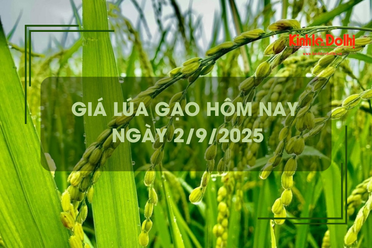 Giá lúa gạo hôm nay ngày 2/9: giao dịch mua bán mới vắng do nghỉ lễ