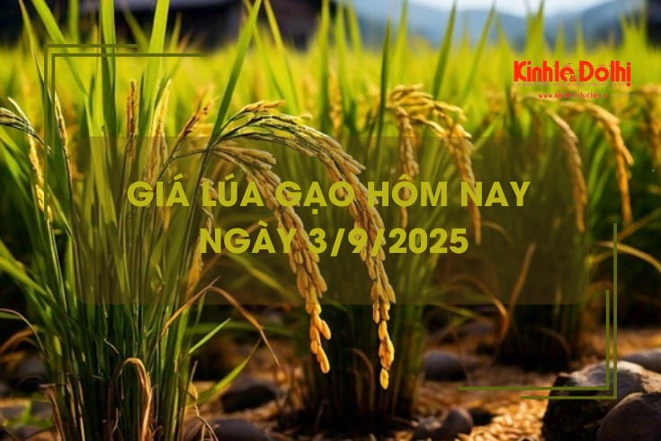 Giá lúa gạo hôm nay 3/9: lúa gạo vững giá