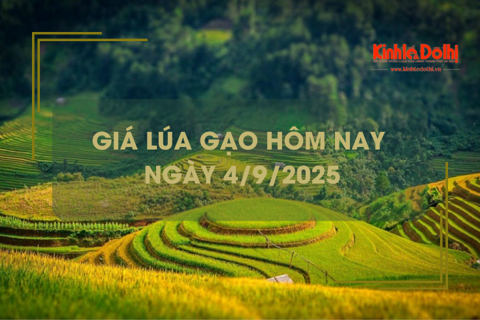 Giá lúa gạo hôm nay 4/9: giá gạo nguyên liệu tăng nhẹ