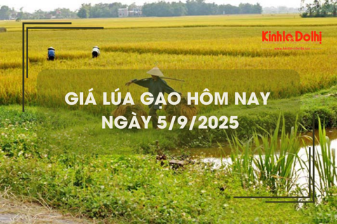 Giá lúa gạo hôm nay 5/9: giá gạo giảm nhẹ