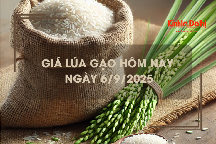 Giá lúa gạo hôm nay 6/9: gạo nguyên liệu giảm 50 đồng/kg