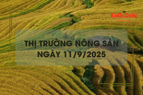 Thị trường nông sản ngày 11/9: giao dịch mua bán gạo cầm chừng