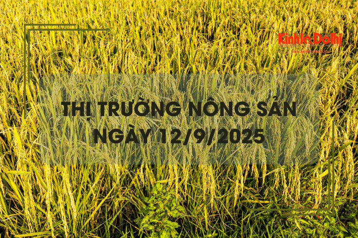 Thị trường nông sản ngày 12/9: lúa gạo vững giá