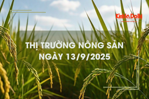 Thị trường nông sản ngày 13/9: lúa tươi cùng gạo xuất khẩu giảm mạnh
