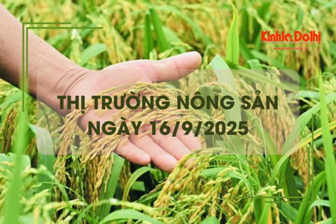 Thị trường nông sản ngày 16/9: giá gạo tăng nhẹ