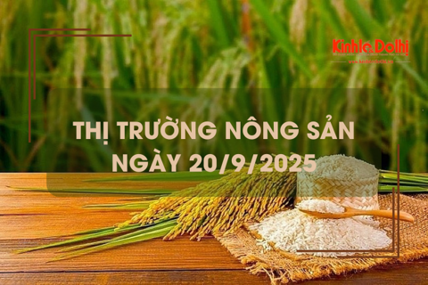 Thị trường nông sản ngày 20/9: lúa tươi có xu hướng tăng