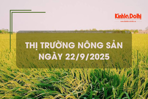 Thị trường nông sản ngày 22/9: giao dịch mua bán vắng