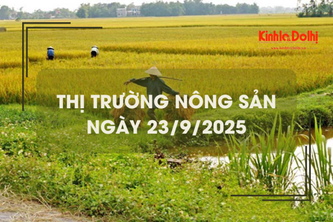 Thị trường nông sản ngày 23/9: mua bán chậm, giá bình ổn
