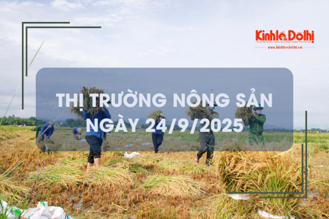 Thị trường nông sản ngày 24/9: gạo xuất khẩu giảm 1 - 3 USD/tấn