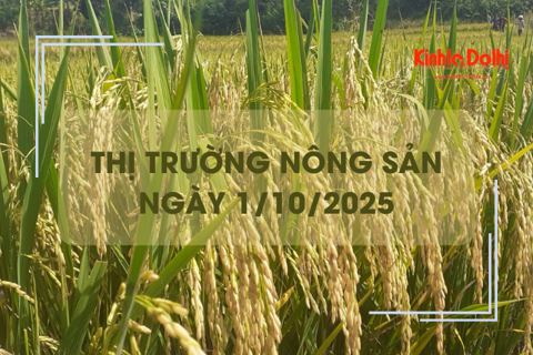 Thị trường nông sản ngày 1/10: lúa tươi bật tăng