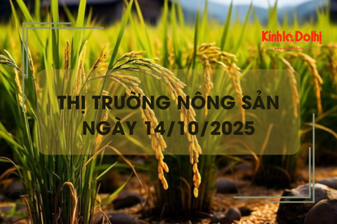 Thị trường nông sản ngày 14/10: giao dịch mua bán lúa mới lai rai, giá chững lại