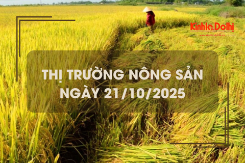 Thị trường nông sản ngày 21/10: giá gạo tiếp tục tăng nhẹ